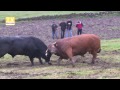 chega viade estilista americoanial vs preto jorge antigo 15
