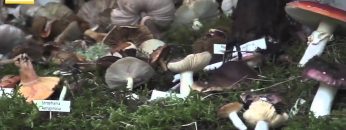 [ID: 5OlfLbrJtRg] Youtube Automatic