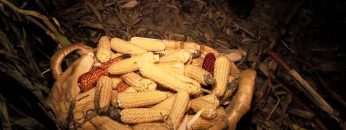 [ID: EKafYsC1ZSE] Youtube Automatic