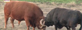 [ID: K1YBjgiCgm0] Youtube Automatic