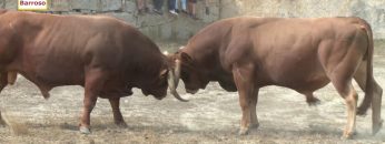 [ID: T1gBAZsk4Yg] Youtube Automatic