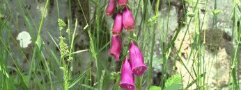 [ID: VwrsDn8U4nQ] Youtube Automatic