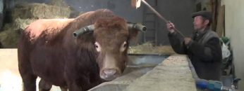 [ID: W3VcsuNr1-Q] Youtube Automatic