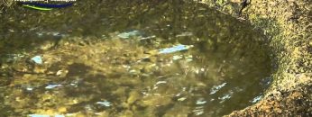 [ID: ZWShu_P2YE8] Youtube Automatic